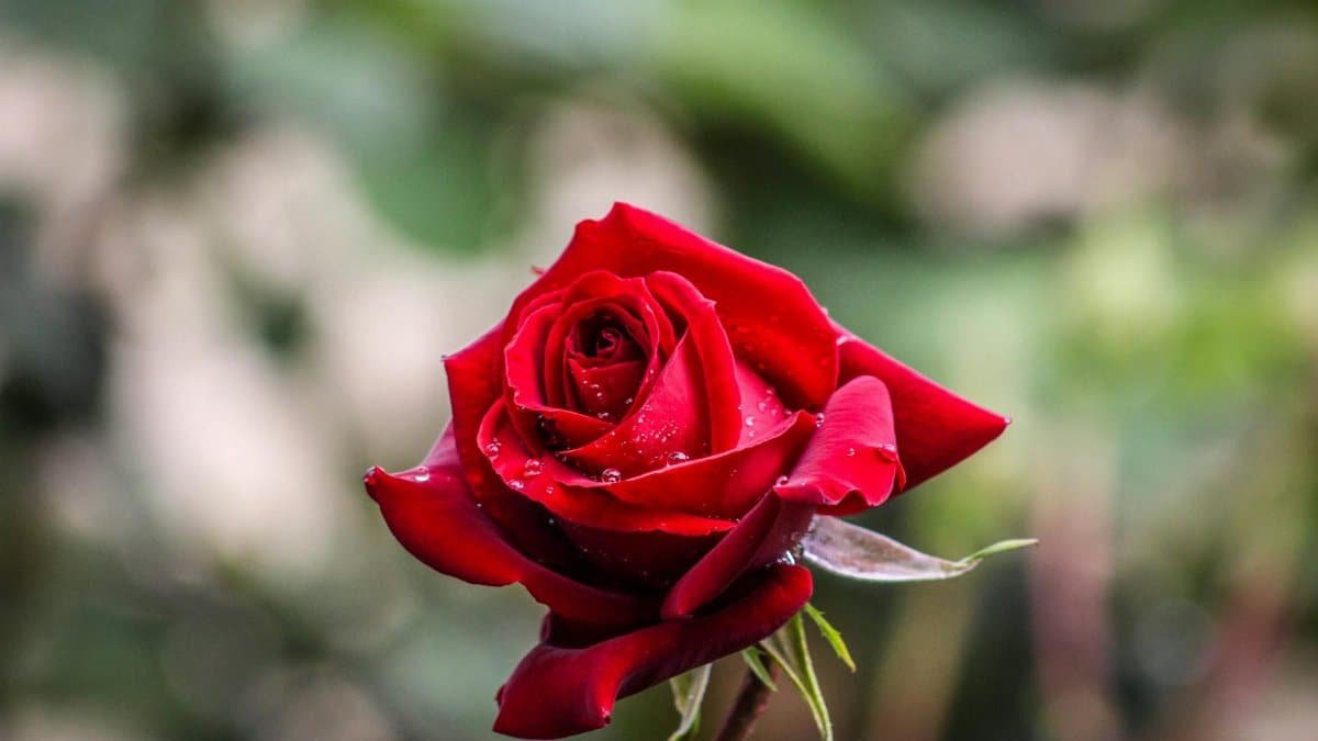 Vibrant red rose with dewdrops in soft focus background, symbolizing romance.
