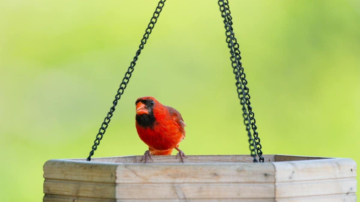 Free stock photo of cardinal, common sparrow, dove