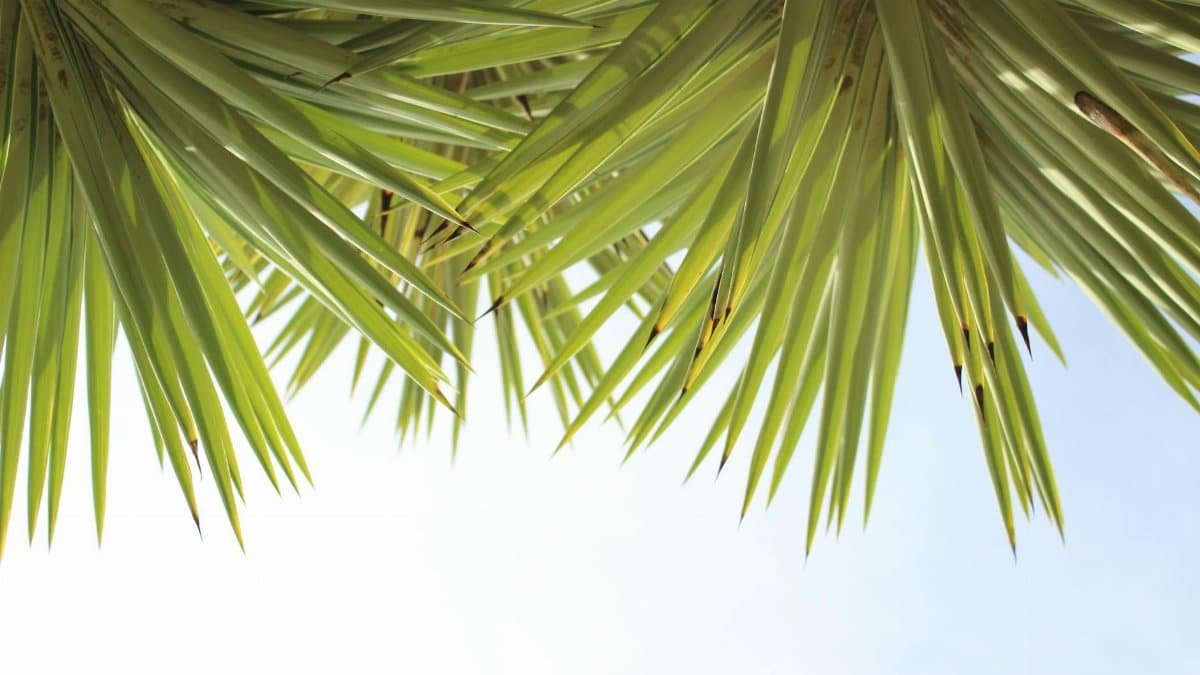 Vibrant green yucca leaves under a bright blue sky, perfect for summer themes.