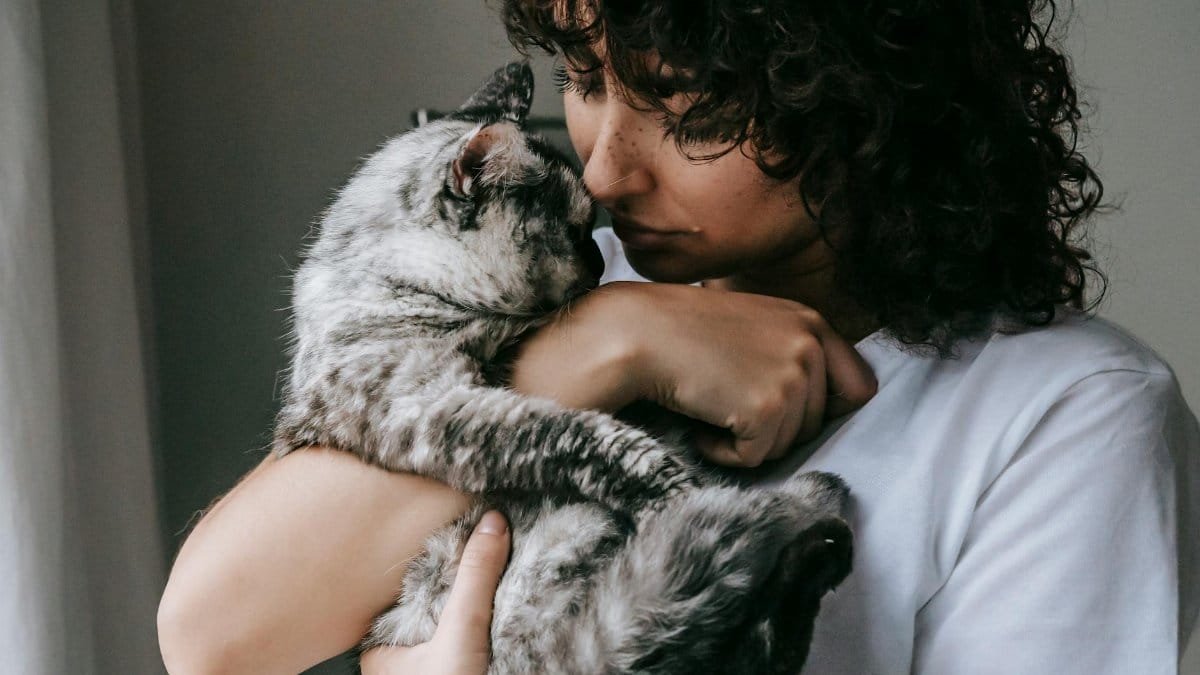 Crop calm female in white t shirt embracing adorable fluffy cat with gray fur