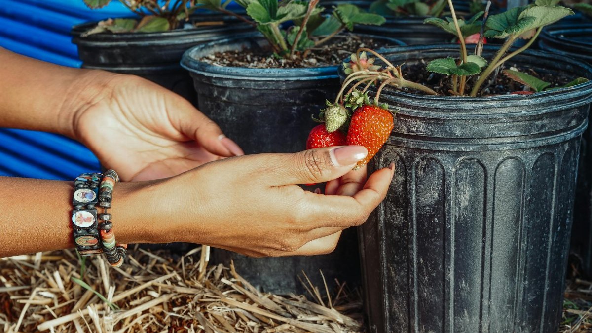 Close-up of hands harvesting ripe strawberries from a garden plant pot outdoors.