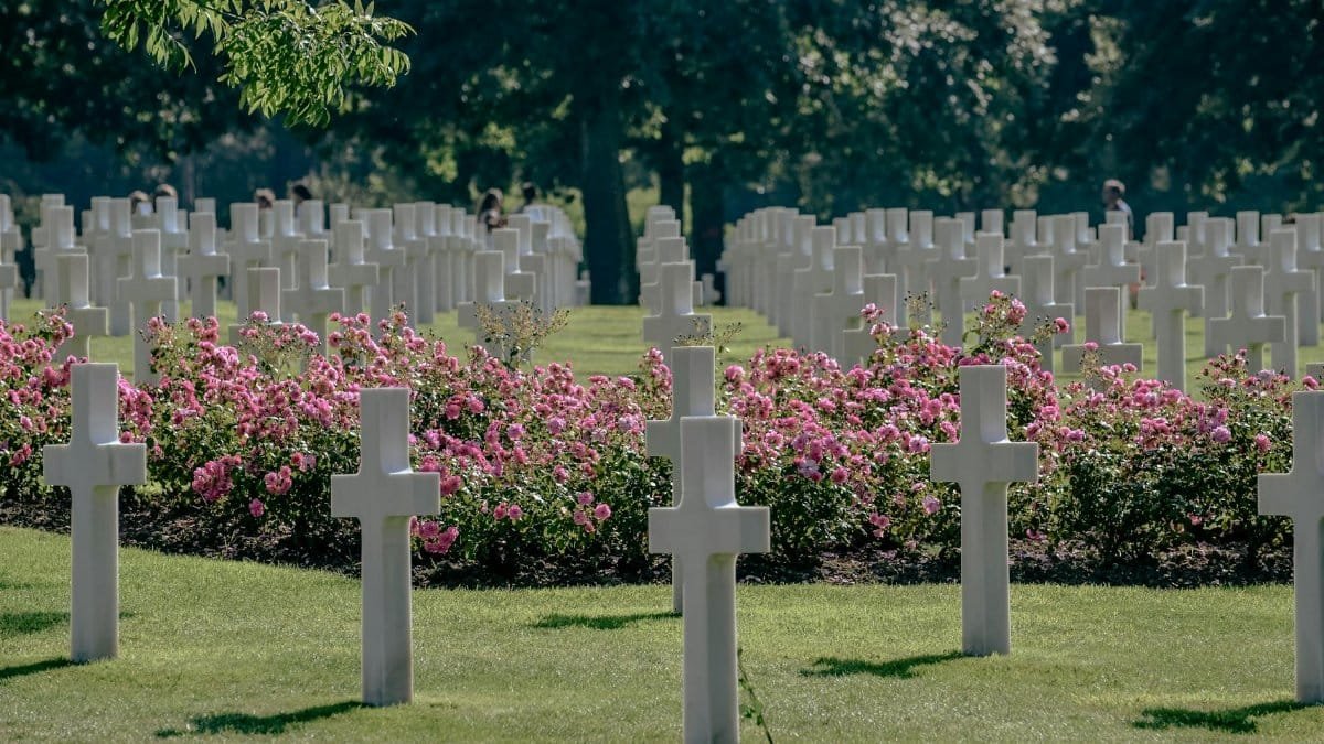 Tranquil view of Normandy Cemetery with white crosses and blooming roses, honoring fallen soldiers.