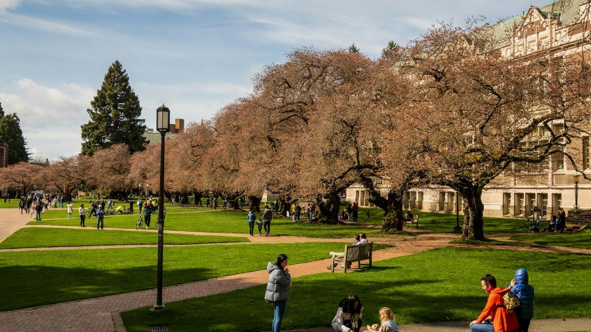 Cherry blossoms in full bloom at University of Washington's quad, Seattle.