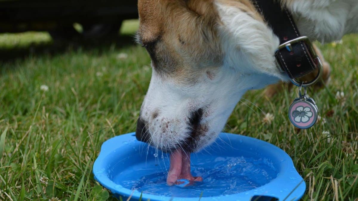 A dog quenches its thirst from a blue bowl in a grassy outdoor setting.