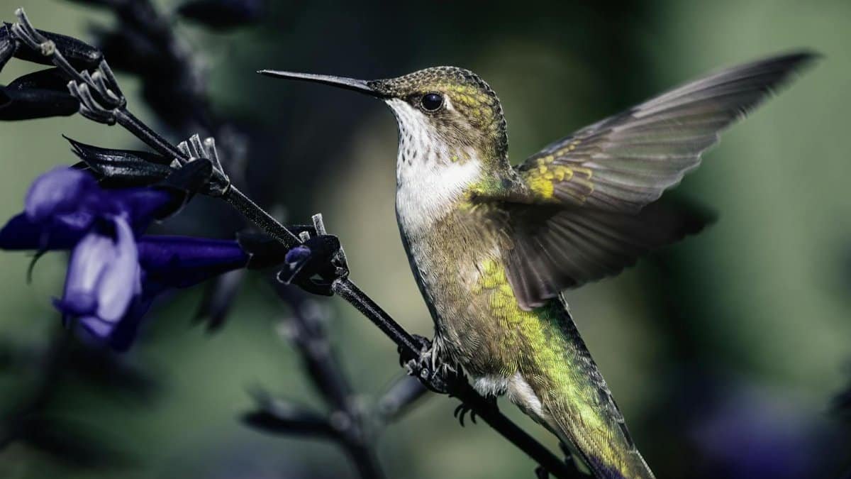 Small carnivorous bird with long spiky beak sitting on blooming flower stalk in garden