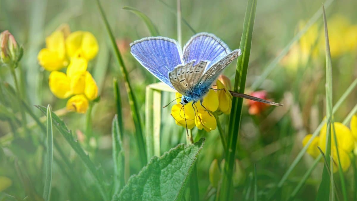 A vivid blue butterfly perched on a yellow wildflower in a grassy field during summer, showcasing nature's beauty.