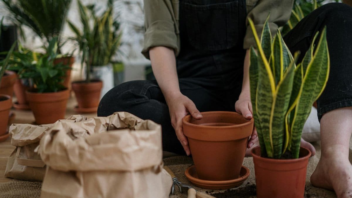 Person engaged in indoor planting with terracotta pots and leafy houseplants.