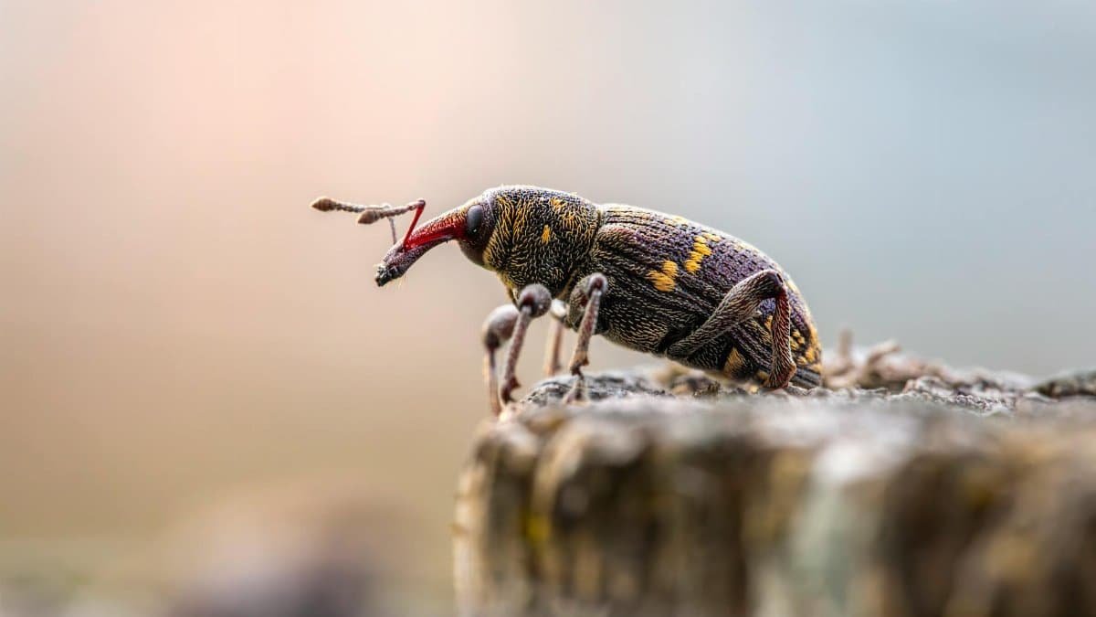 Close-up shot of a colorful snout beetle perched on a wooden surface.