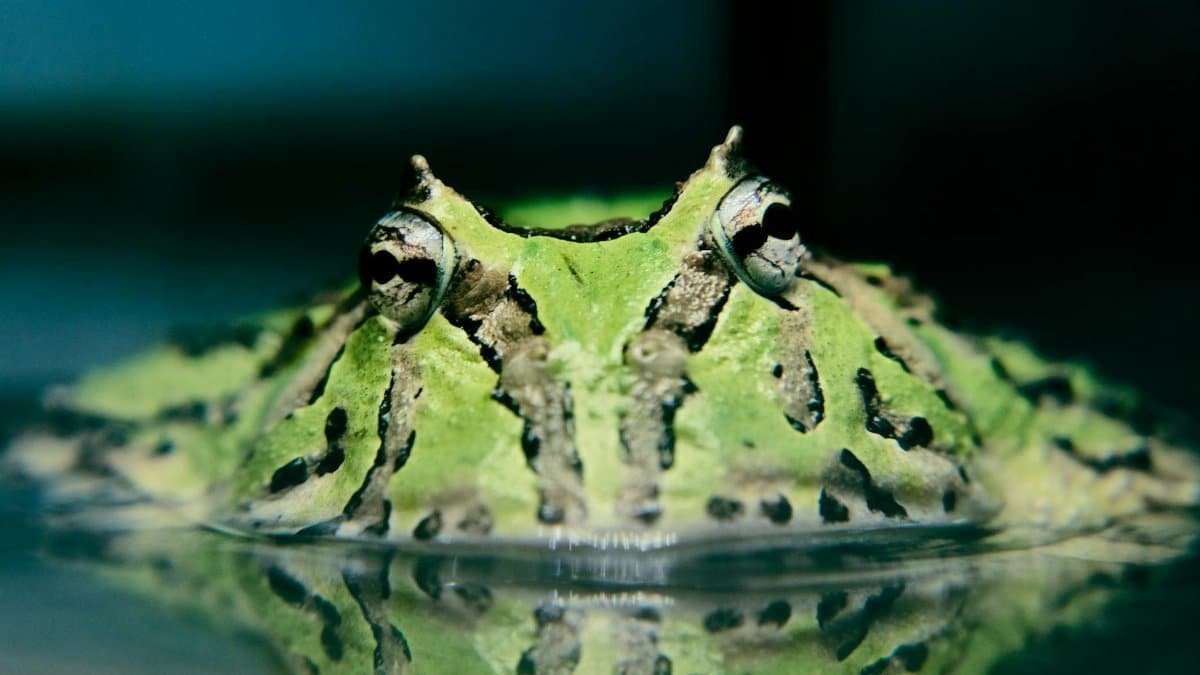 Detailed close-up image of a green Pac-Man frog partially submerged in water, showcasing its vivid colors and unique features.