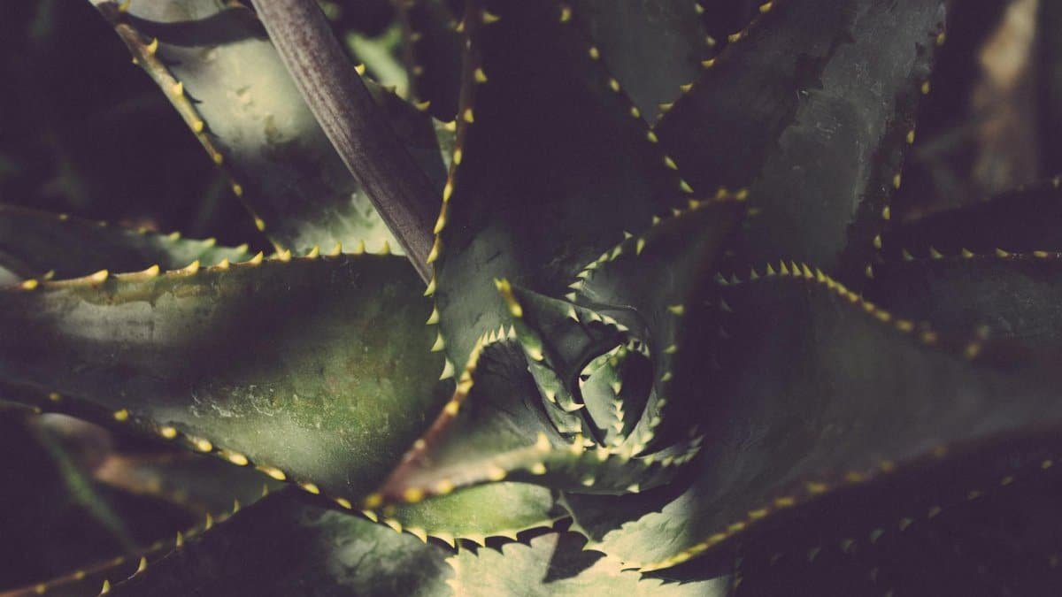 A detailed close-up of an aloe vera plant showing its textured leaves and natural patterns.