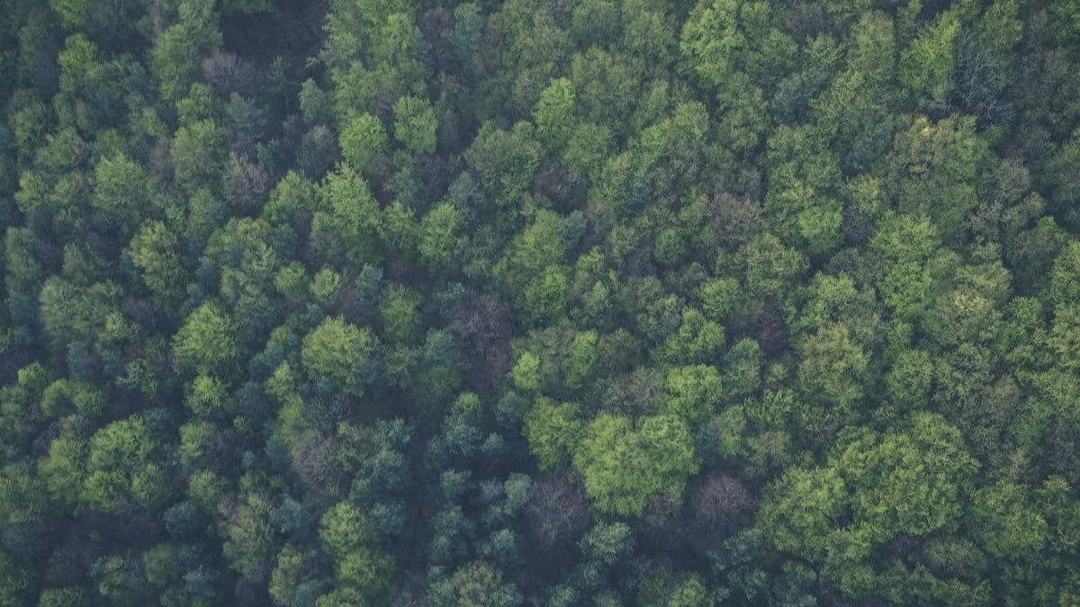 A dense, vibrant forest seen from above, showcasing lush green foliage and natural beauty.