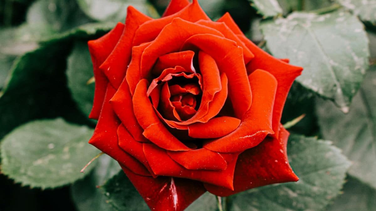 Stunning red rose in full bloom with lush green leaves, captured from above.