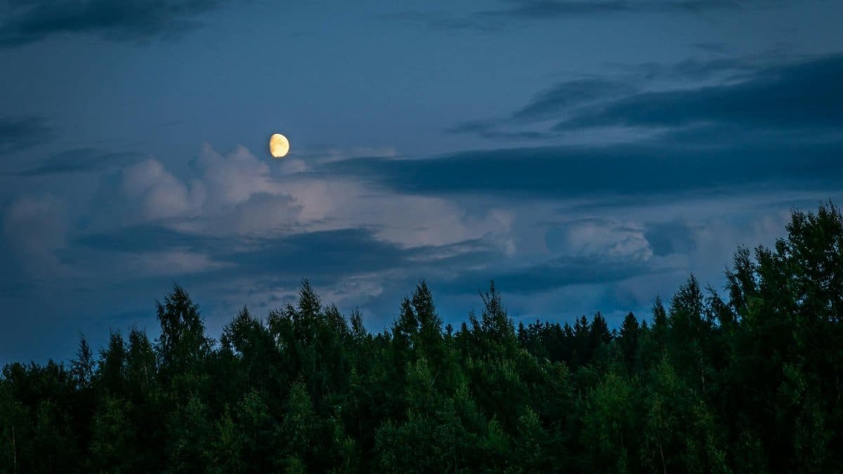 A serene, moonlit forest scene under a cloudy night sky, capturing the essence of nature.