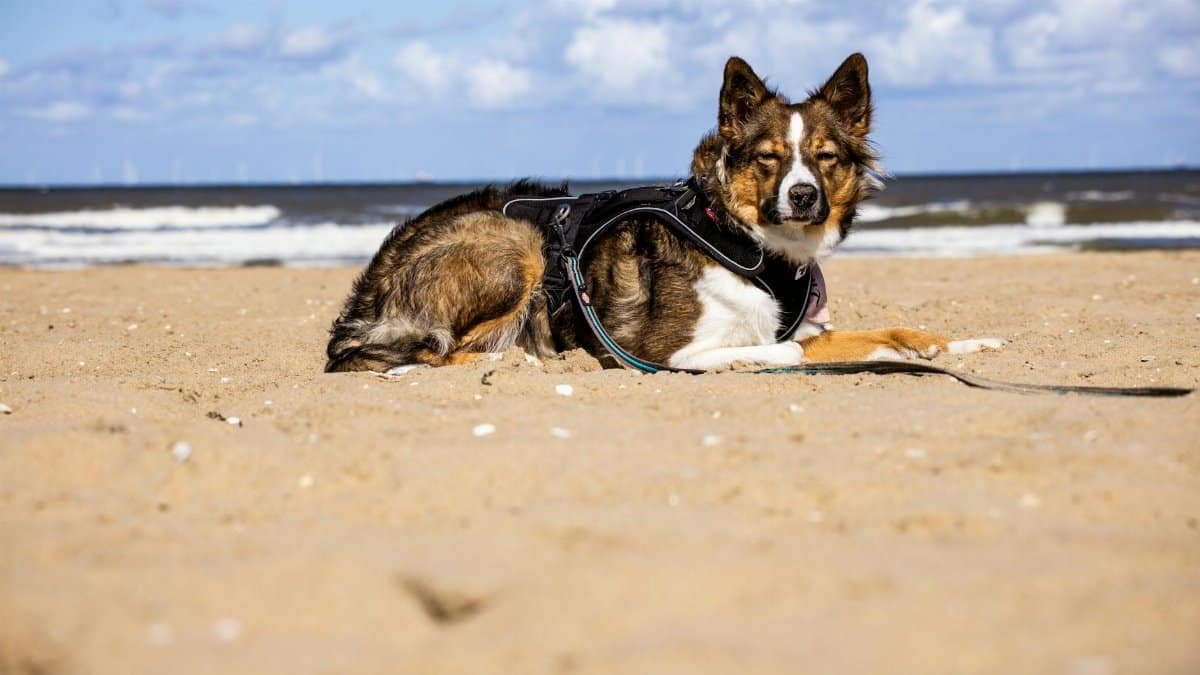 An Australian Shepherd dog lies on a sunny beach, wearing a harness, with the ocean in the background.