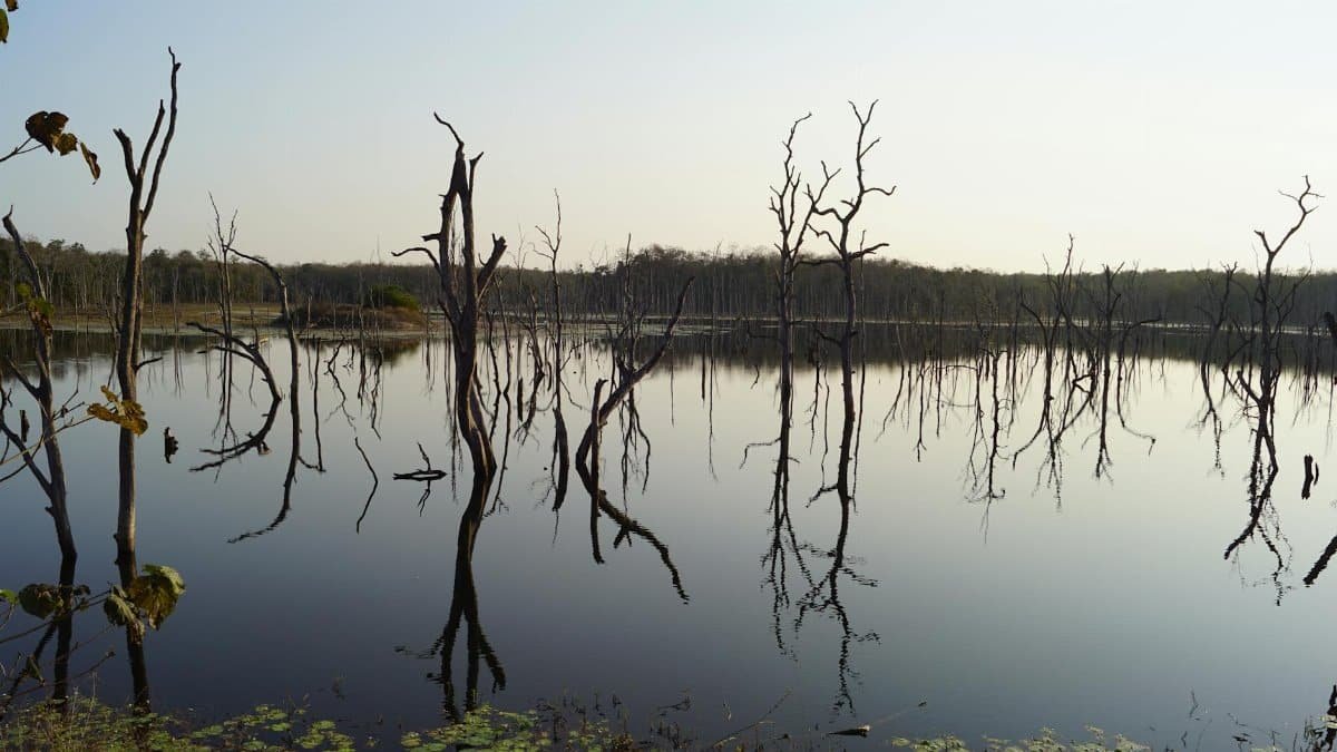 Peaceful lake scene with reflections of leafless trees and clear sky.