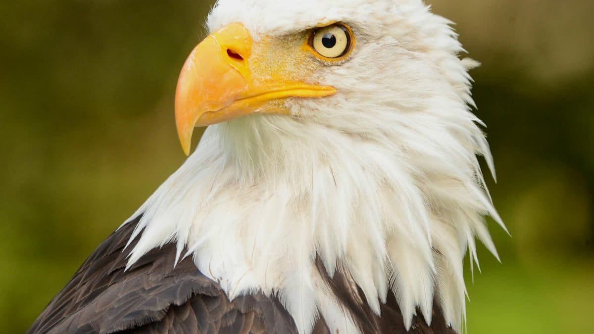 Close-up of a bald eagle showcasing its powerful features and sharp gaze in the wild.