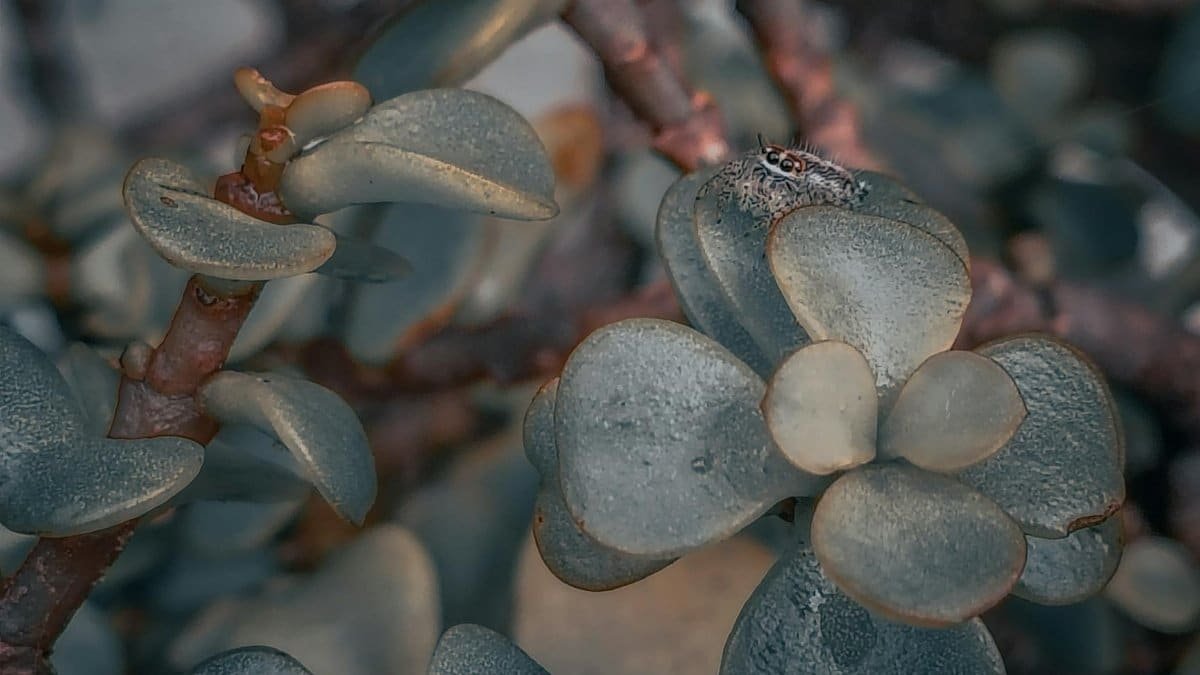 A detailed view of a brown spider perched on a green succulent, showcasing nature's intricate beauty.