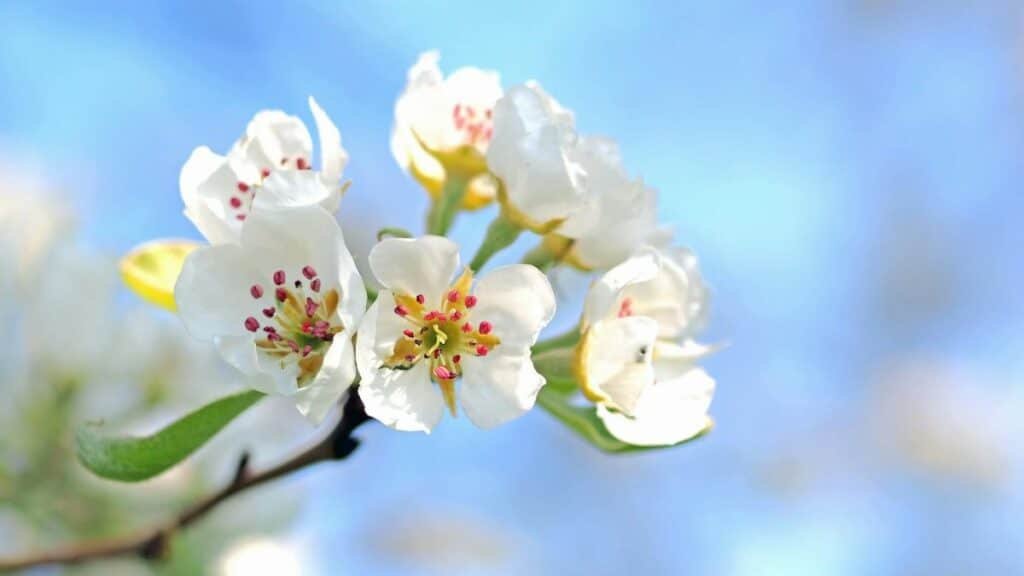 Vibrant close-up of pear blossoms against a clear blue sky, signifying spring growth.
