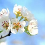 Vibrant close-up of pear blossoms against a clear blue sky, signifying spring growth.