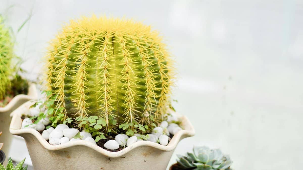 Close-up of a golden barrel cactus in an ornate pot with succulents.