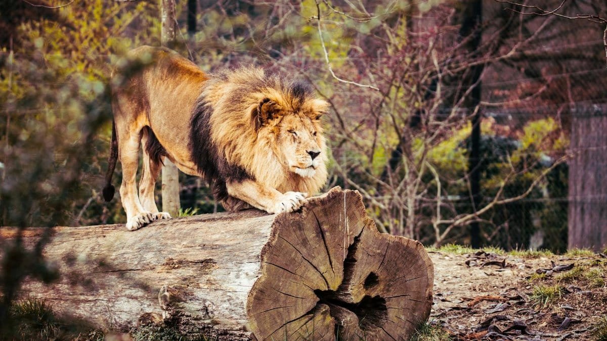 Powerful lion with a majestic mane resting on a wooden log in a natural forest setting.