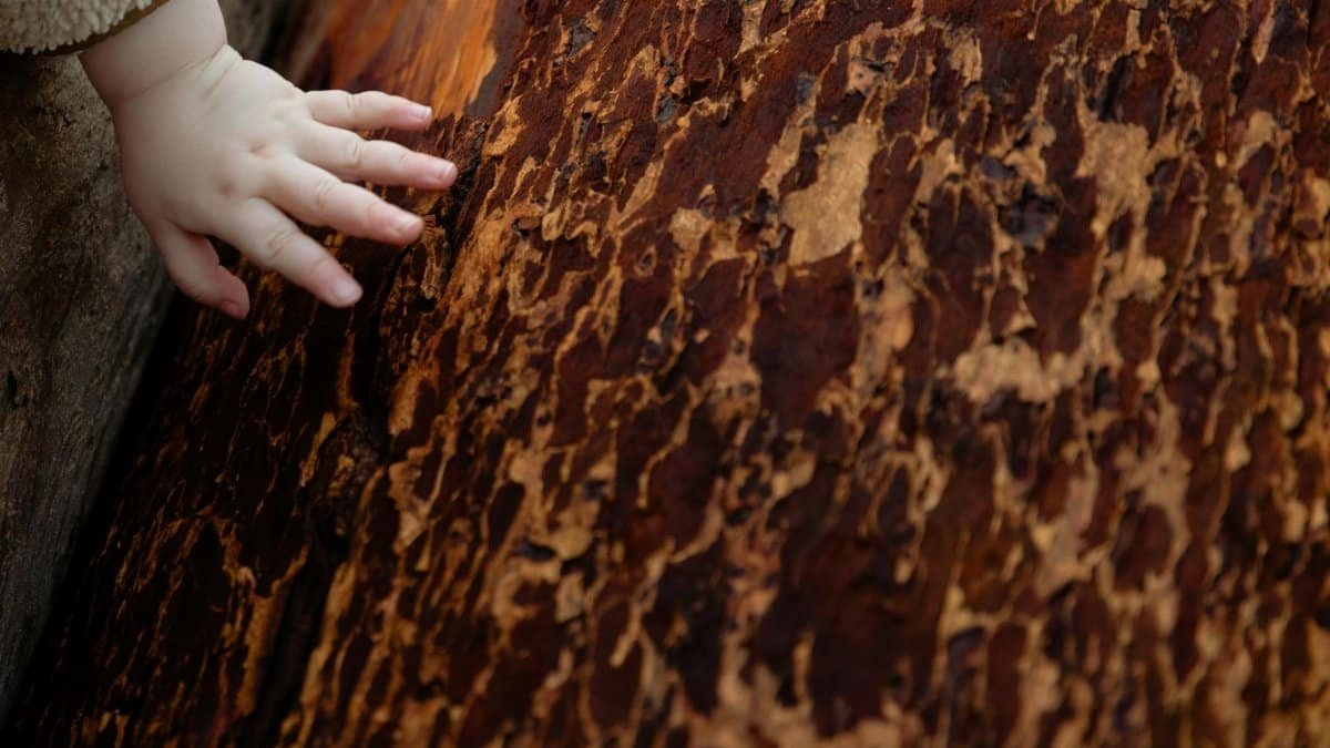 Close-up of a child's hand feeling textured tree bark in a serene outdoor setting, emphasizing nature connection.
