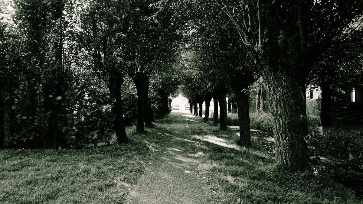 A peaceful walkway under a canopy of trees in a natural park setting.