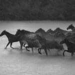 Run Free