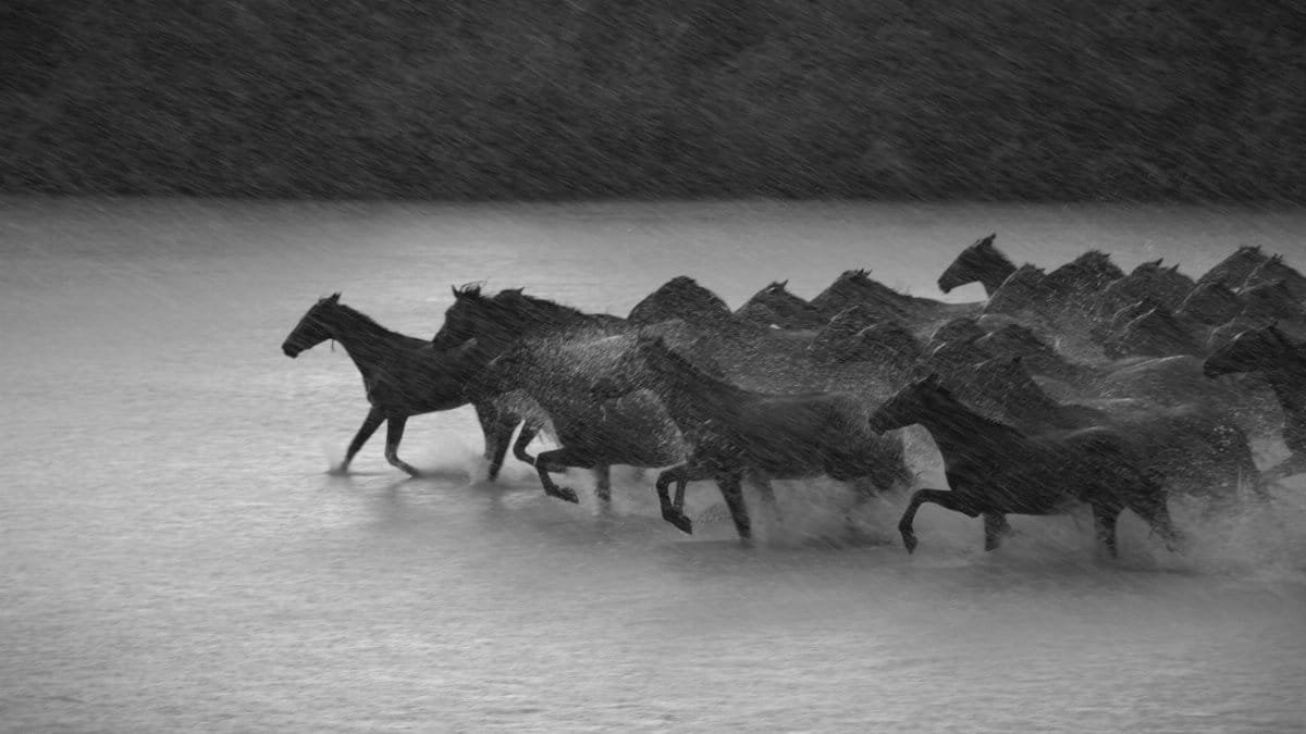 Run Free