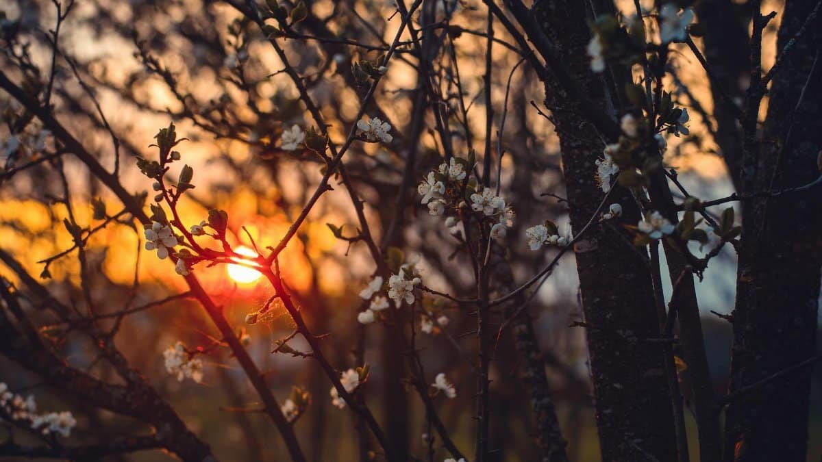 Capture the serene beauty of a sunset filtering through blossoming trees, a perfect spring evening.