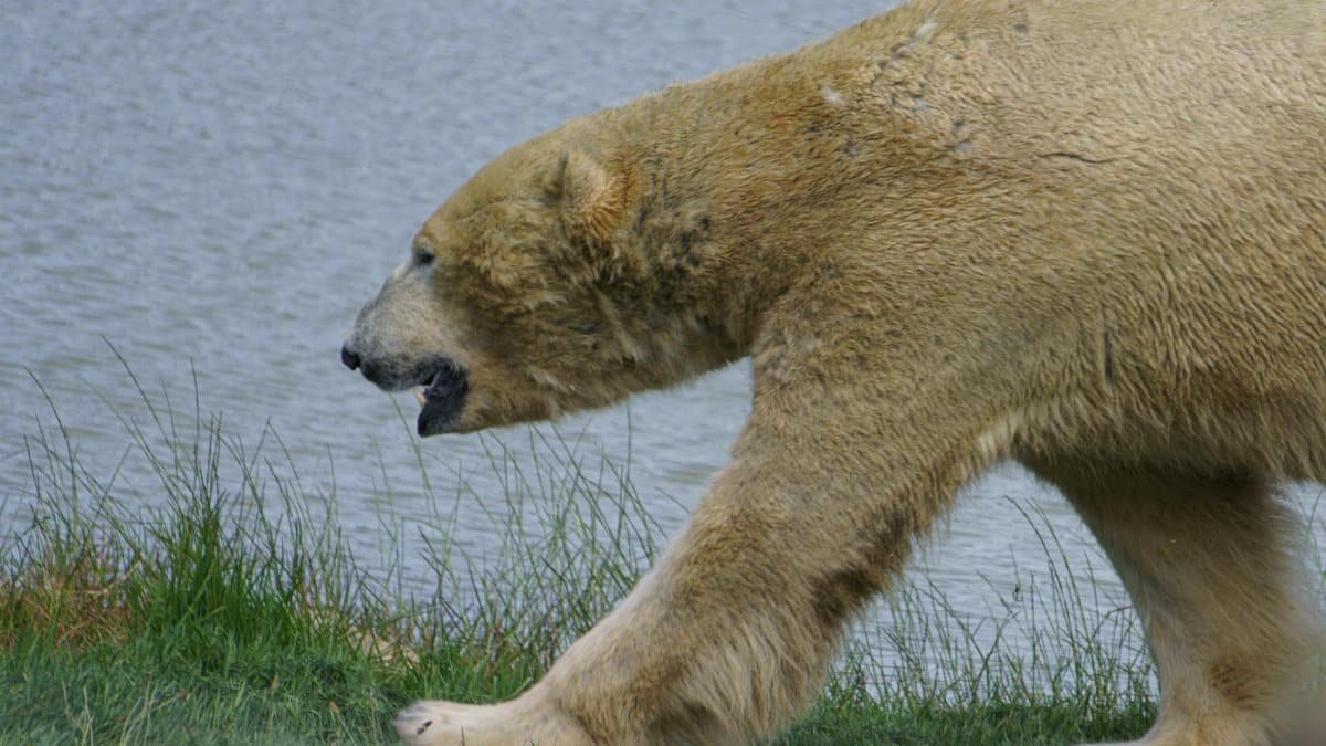 Close-up of a polar bear walking by a lake, showcasing its powerful stride.