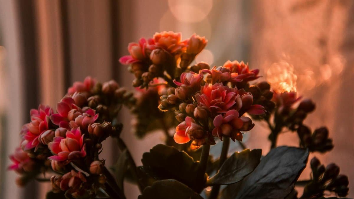 A close-up of pink kalanchoe flowers blooming by a window with warm bokeh light effect.