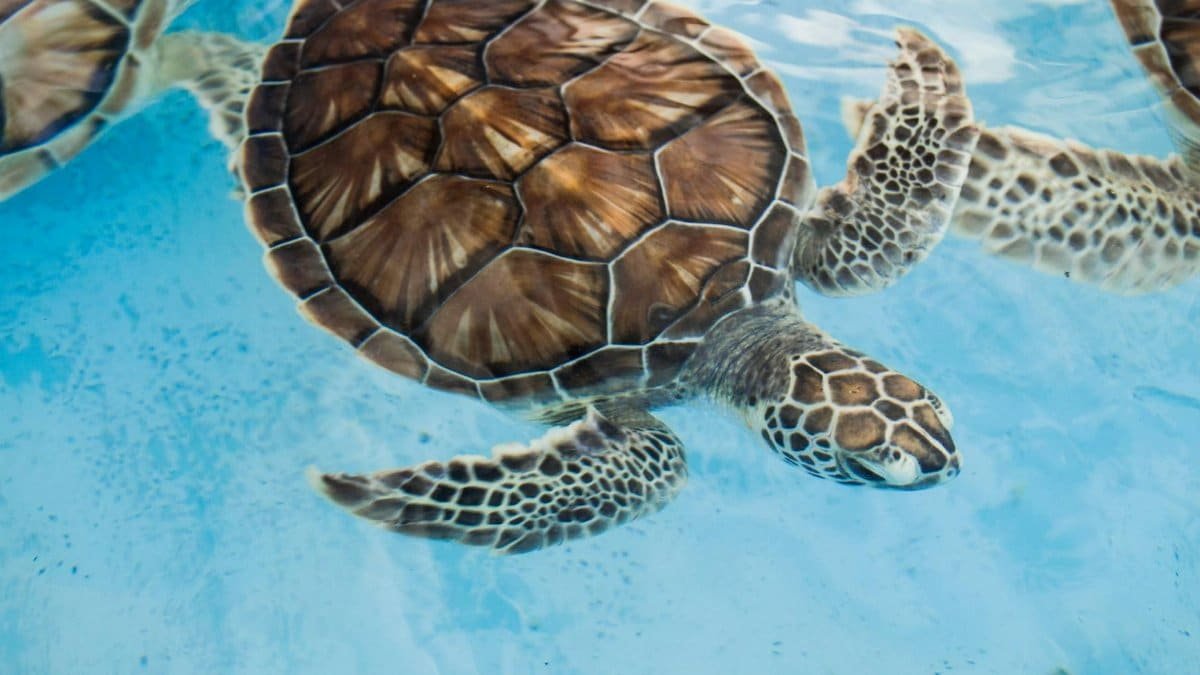 A close-up of a sea turtle gracefully swimming underwater in clear blue water.
