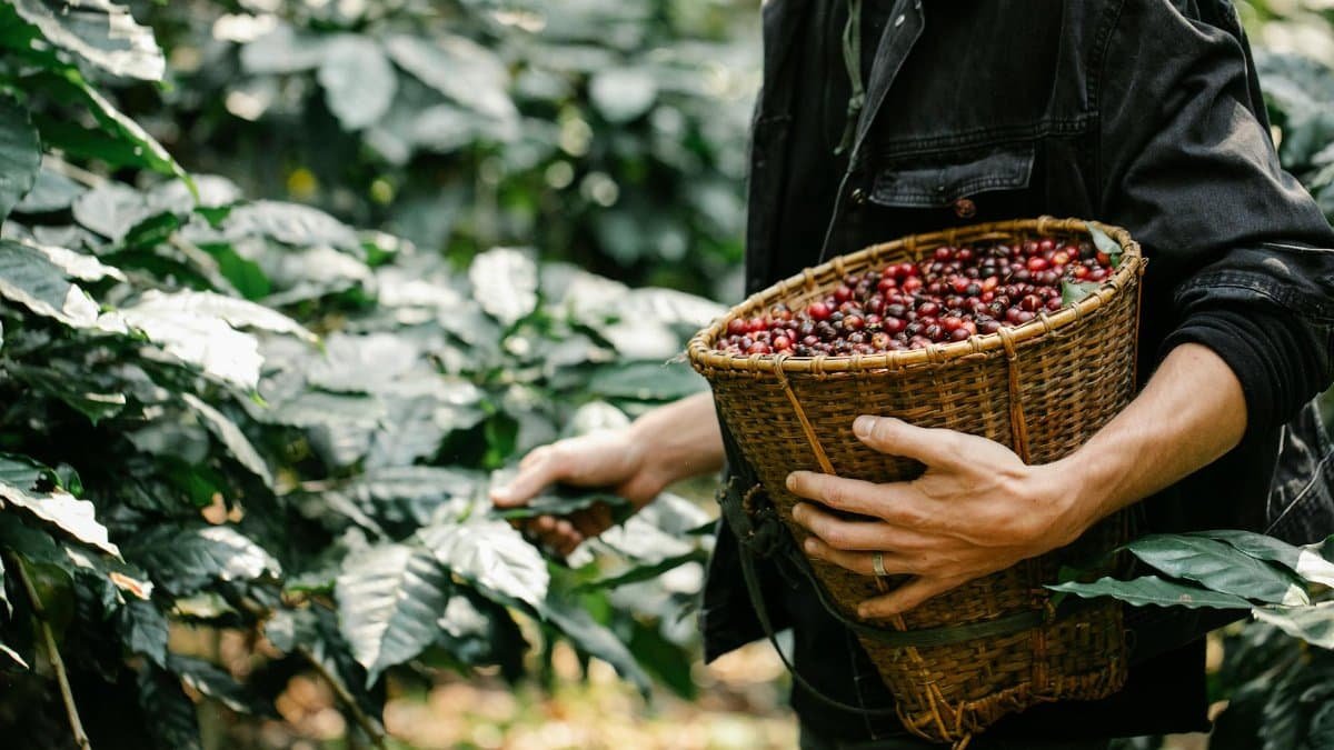 Crop anonymous male standing near branches with leaves while collecting ripe coffee beans in wicker basket during harvesting season in forest