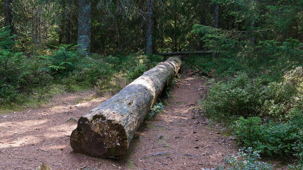 A serene forest scene with a fallen tree across the path, sunlight filtering through trees.