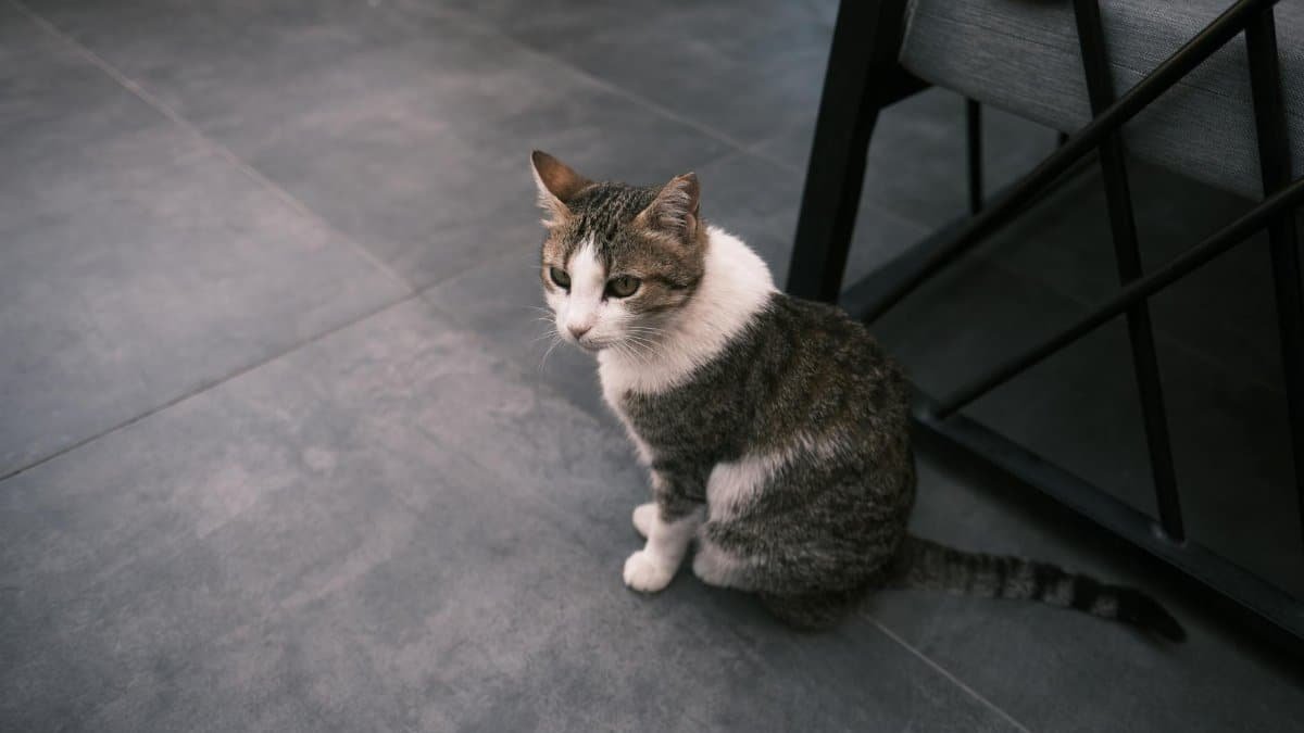 A tabby cat sitting on a tiled floor indoors next to furniture.