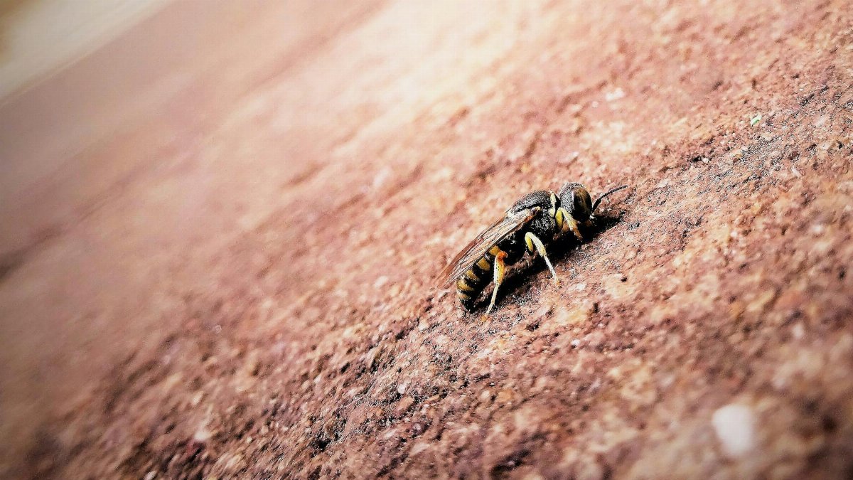 Detailed macro shot of a wasp resting on a textured, earthy surface outdoors.