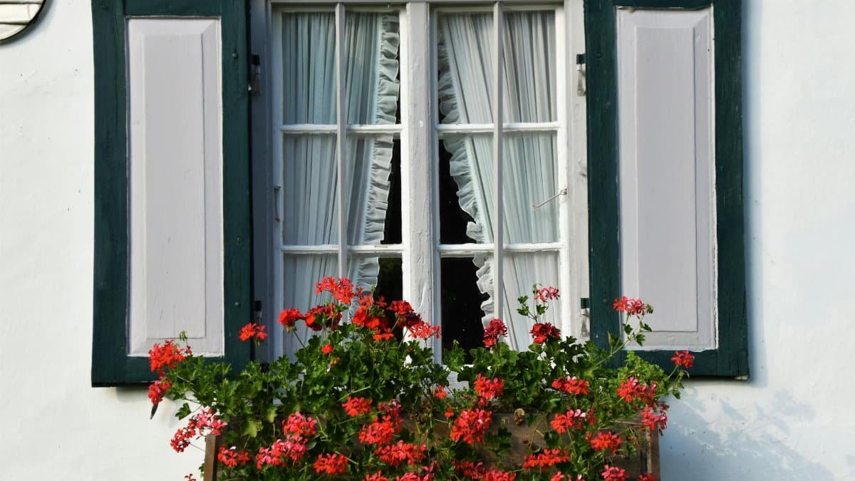 A picturesque window with lush red geranium flowers in a rustic setting, perfect for seasonal content.