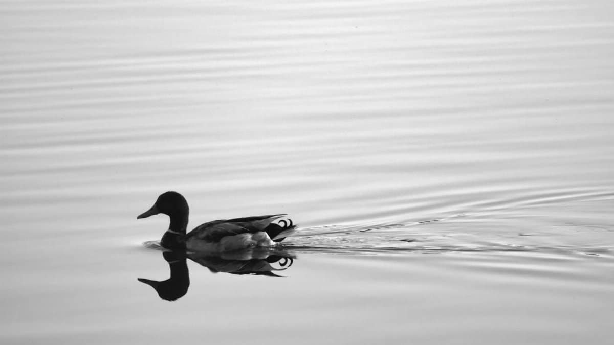 A serene black and white image of a duck gliding on a tranquil lake surface, capturing its reflection.