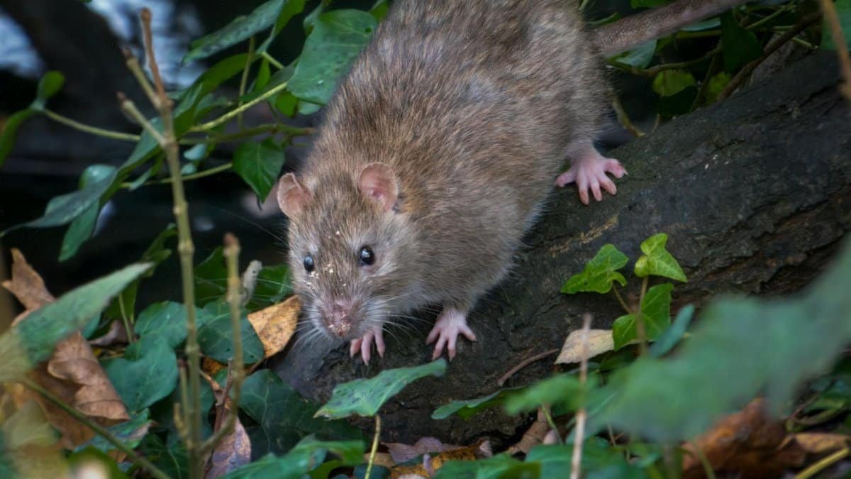 Close-up of a brown rat in a forest setting, surrounded by foliage and leaves.