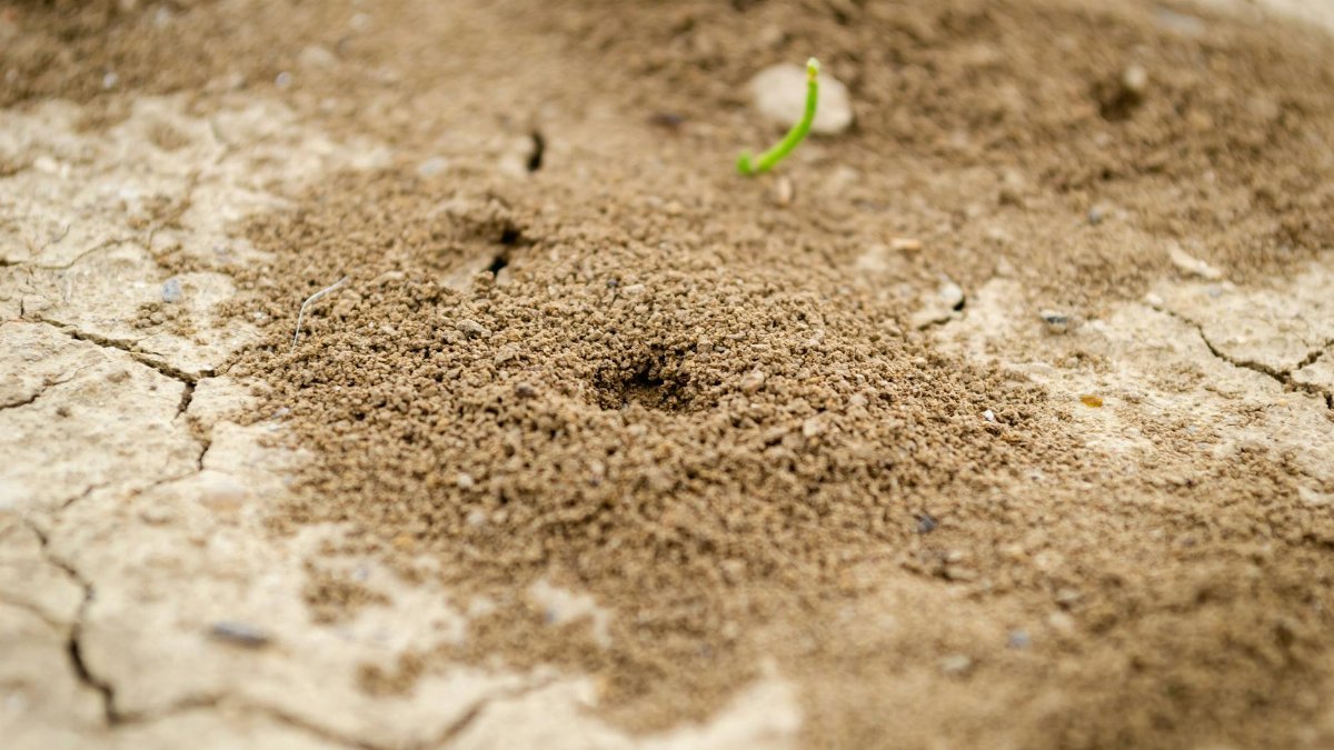 Detailed view of an ant hill on cracked dry soil with small green sprout nearby.