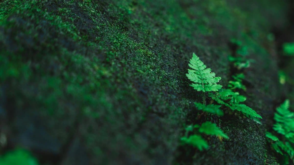 Vibrant green fern leaves growing on a moss-covered surface in nature.