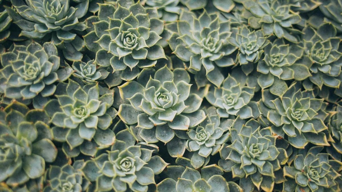 A detailed close-up of vibrant green succulent plants with a beautiful spiral pattern.