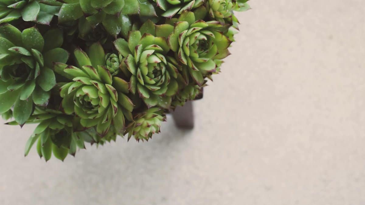 Beautiful overhead view of lush green sempervivum succulents with ample copy space, perfect for garden decor themes.