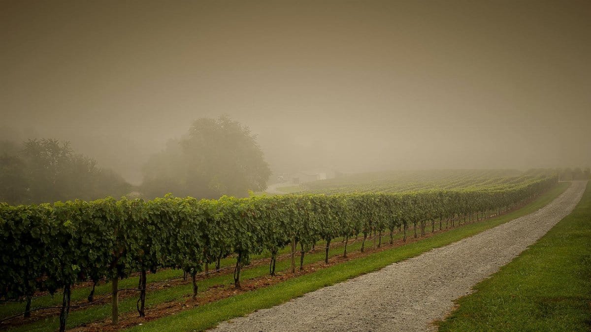 A foggy vineyard landscape with a winding path in rural North Carolina, USA.