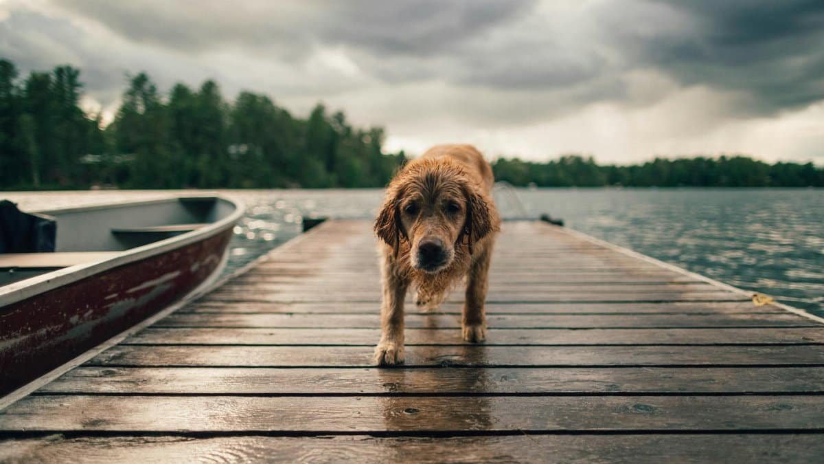 A wet Golden Retriever standing on a lakeside wooden dock under a cloudy sky.