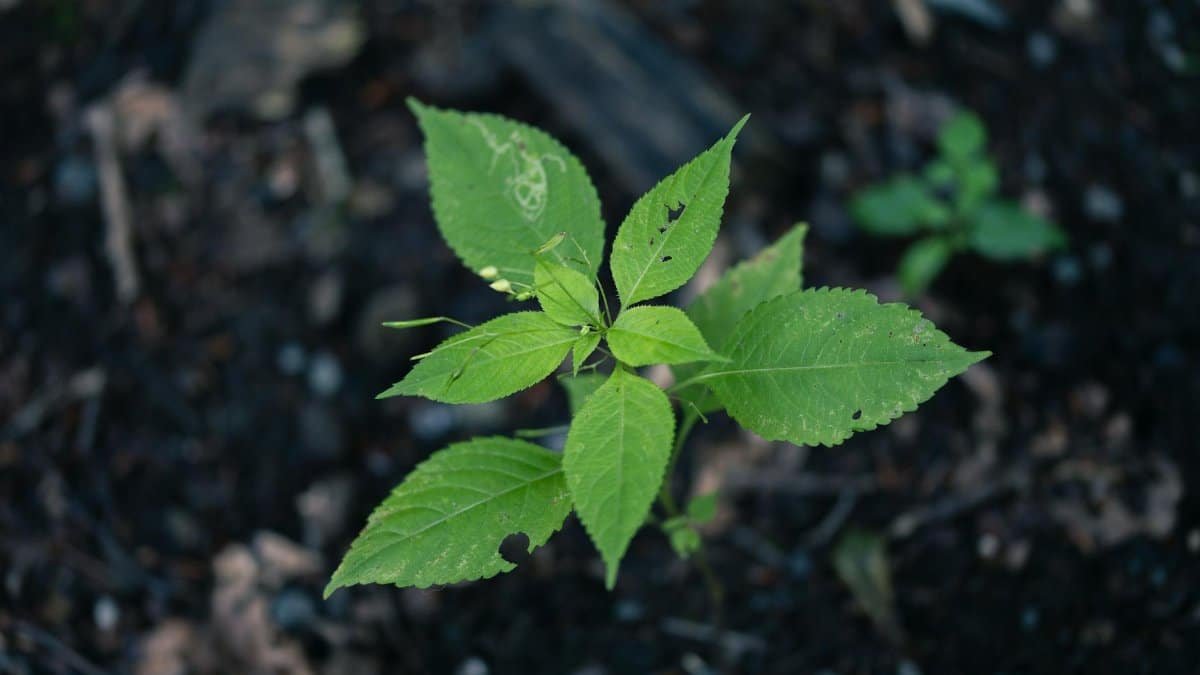 A close-up view of a young plant sprouting from the dark soil, symbolizing new growth and spring.