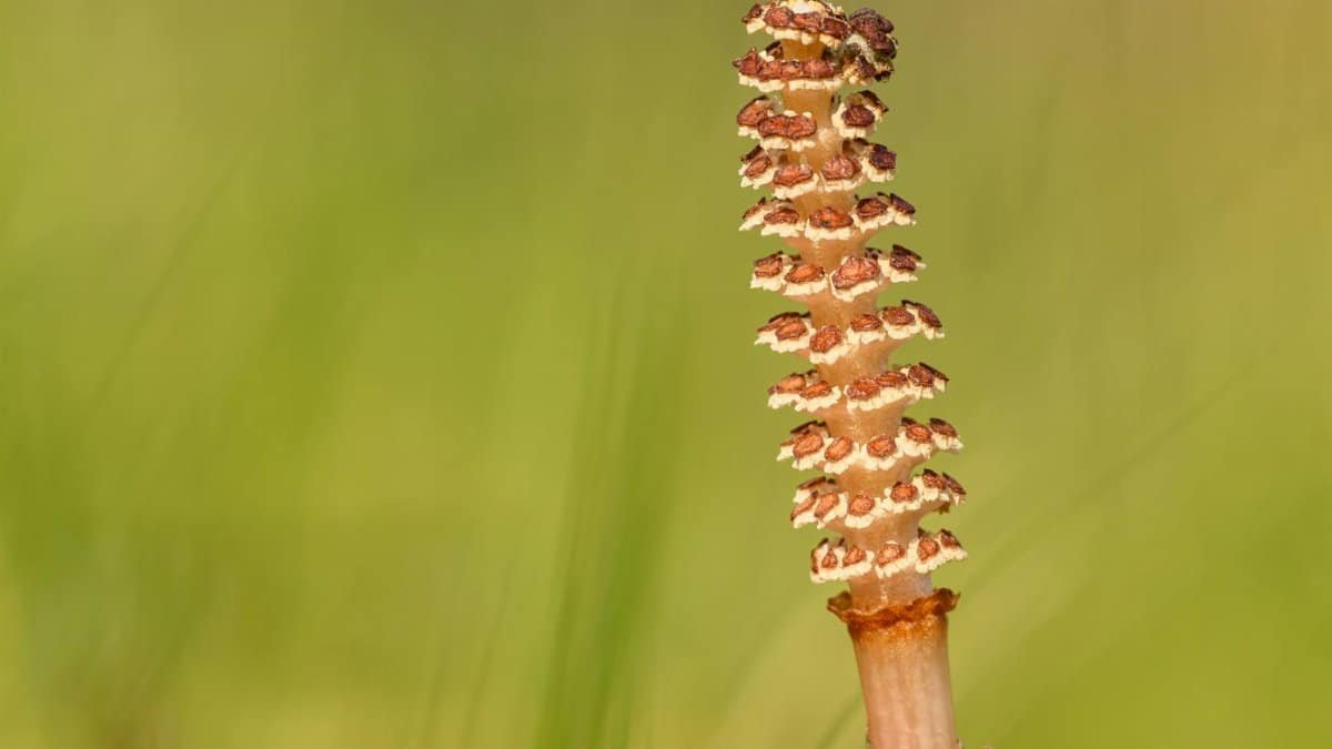 A detailed macro shot of a common horsetail plant in a vibrant spring field.