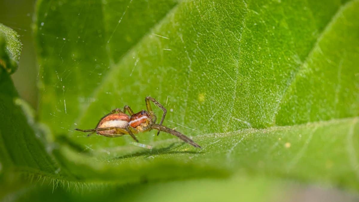 Close-up of a small spider resting on a leaf in a garden, showcasing nature's detail.