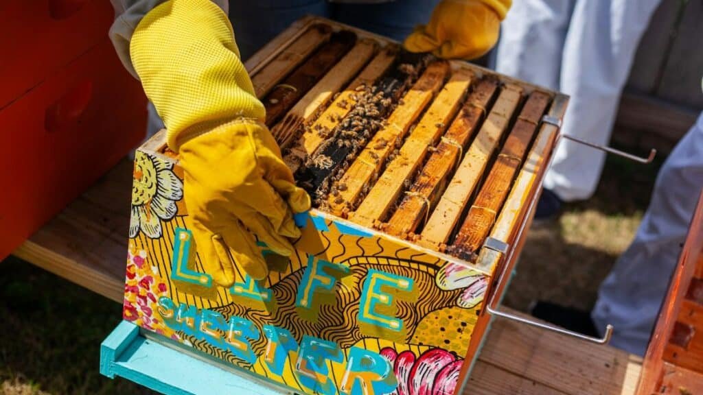 A vibrant urban beekeeping setup in Detroit showcasing a colorful hive box and bees.